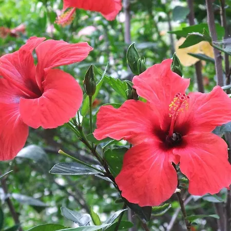 Paradise Garden Отель