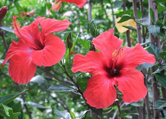 Paradise Garden Hotel