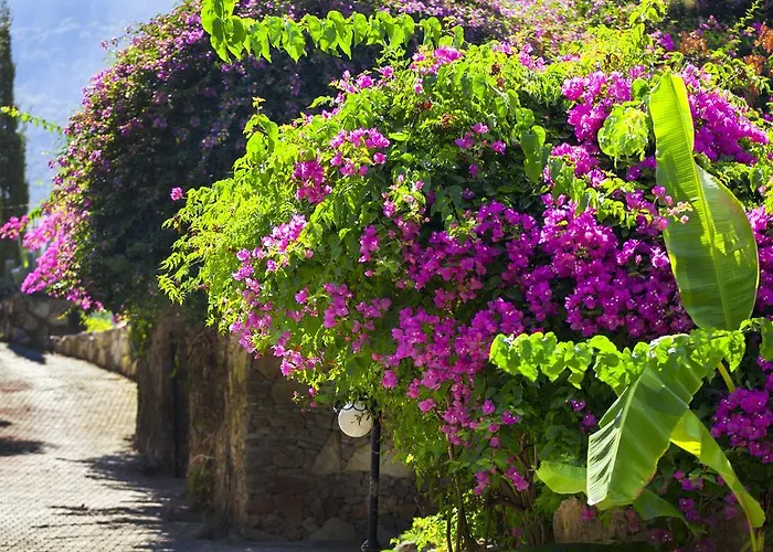 Paradise Garden Hotell